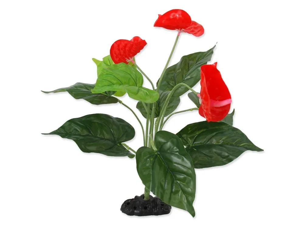 Rostlina REPTI PLANET kvetoucí Anthurium 40 cm (x) Výhodná Nabídka