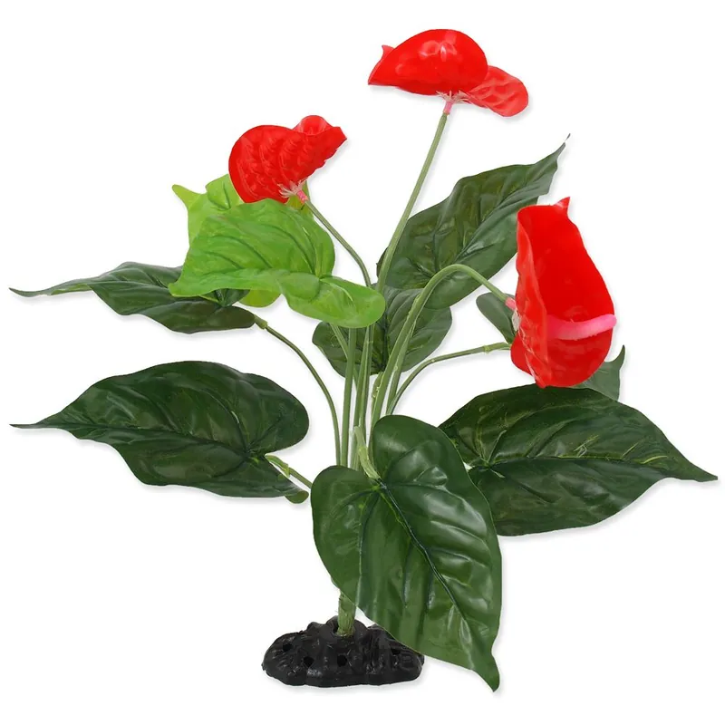 Finální Výprodej Rostlina REPTI PLANET kvetoucí Anthurium 40 cm ()