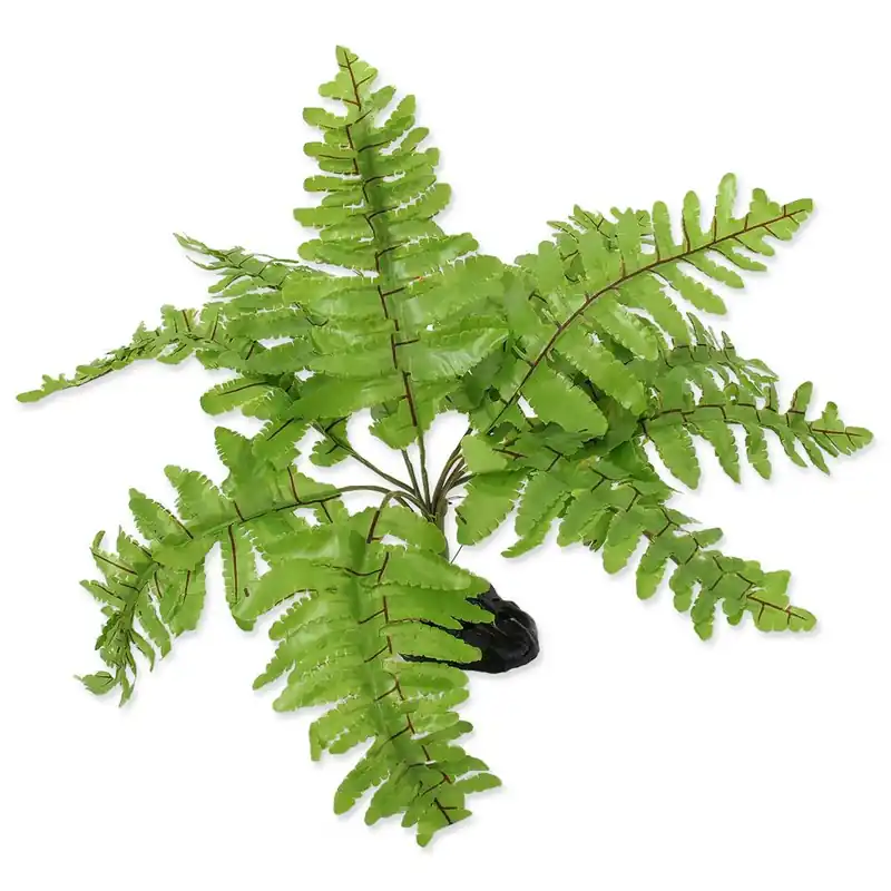 Koupit Online Rostlina REPTI PLANET kapradí Nephrolepis 20 cm ()