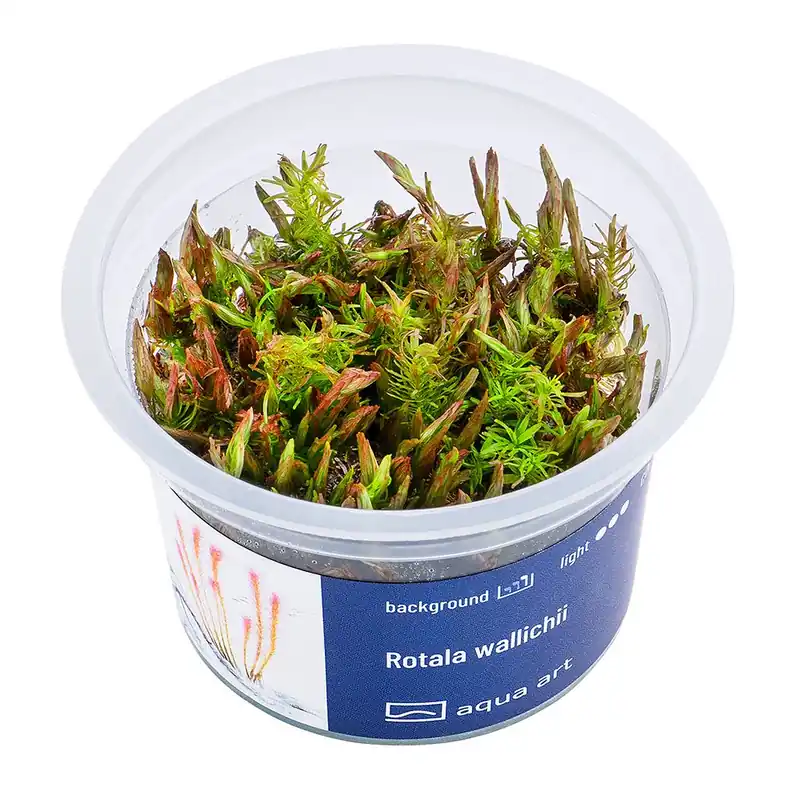 Rotala wallichii invitro Odeslání Ihned