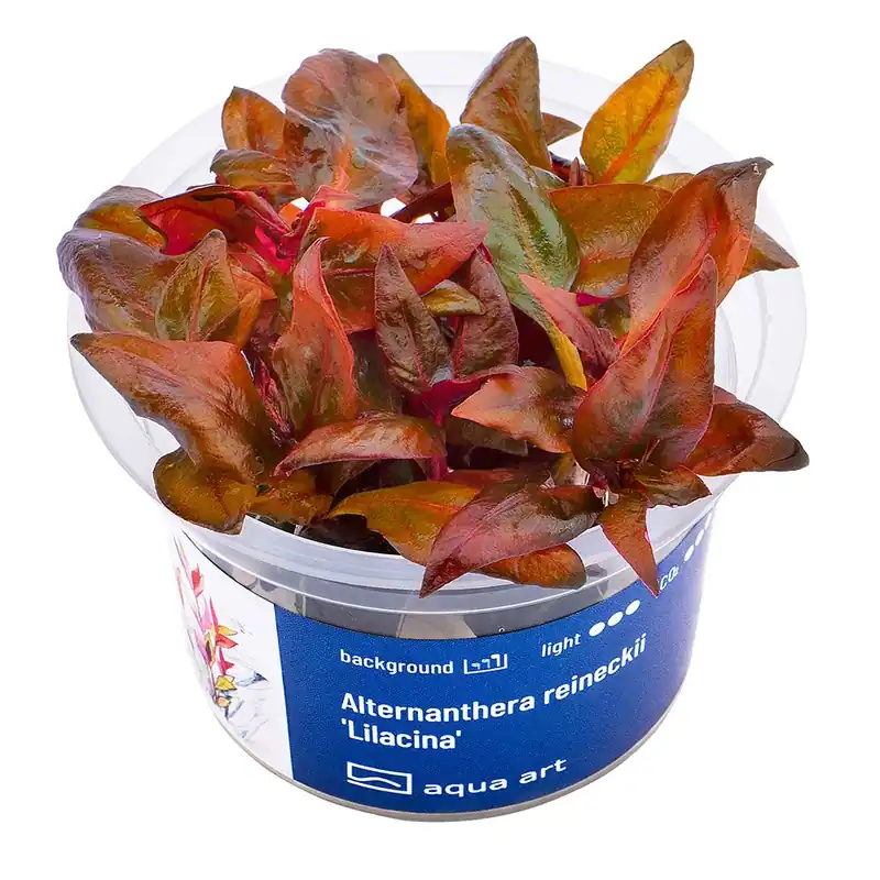 Alternanthera reineckii Lilacina invitro Vysoce Kvalitní
