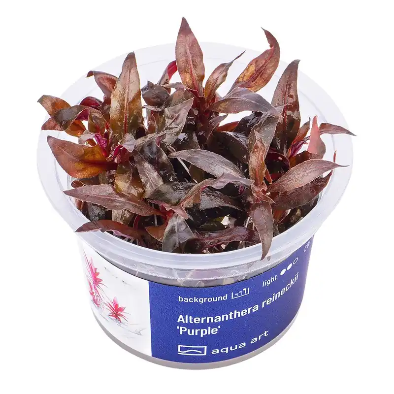Sezónní Sleva Alternanthera reineckii Purple invitro