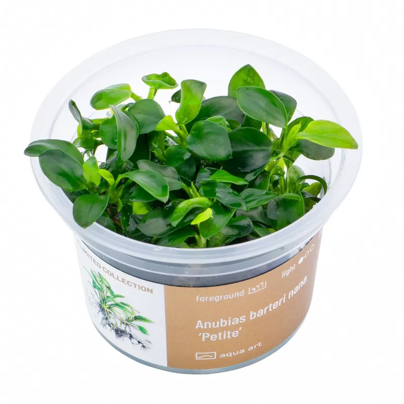 Originální Anubias barteri nana ‘PETITE‘ invitro