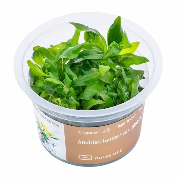 Tovární Cena Anubias barteri var. ‘GLABRA‘ invitro