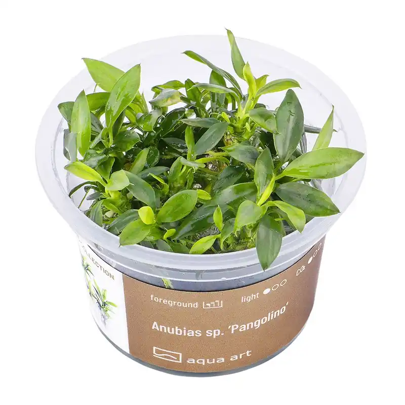Anubias nana ‘Pangolino‘ invitro Finální Výprodej