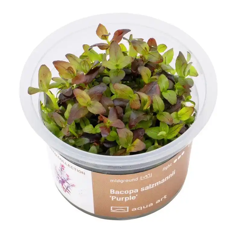 Bacopa salzmannii ‘Purple‘ invitro Nejlepší Volba