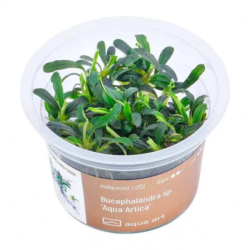 Speciální Cena Bucephalandra sp. ‘Aqua Artica‘ invitro