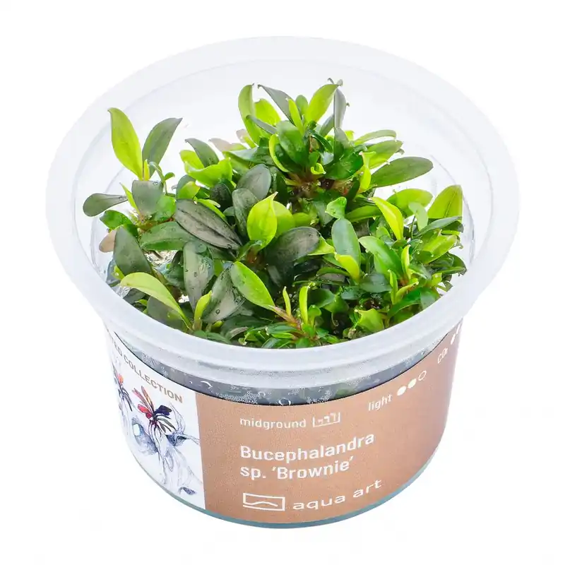 Bucephalandra sp. ‘Brovnies‘ invitro Vrácení Zdarma