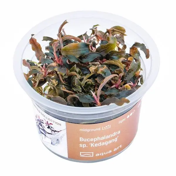 Nová Kolekce Bucephalandra sp. ‘Kedagang‘ invitro