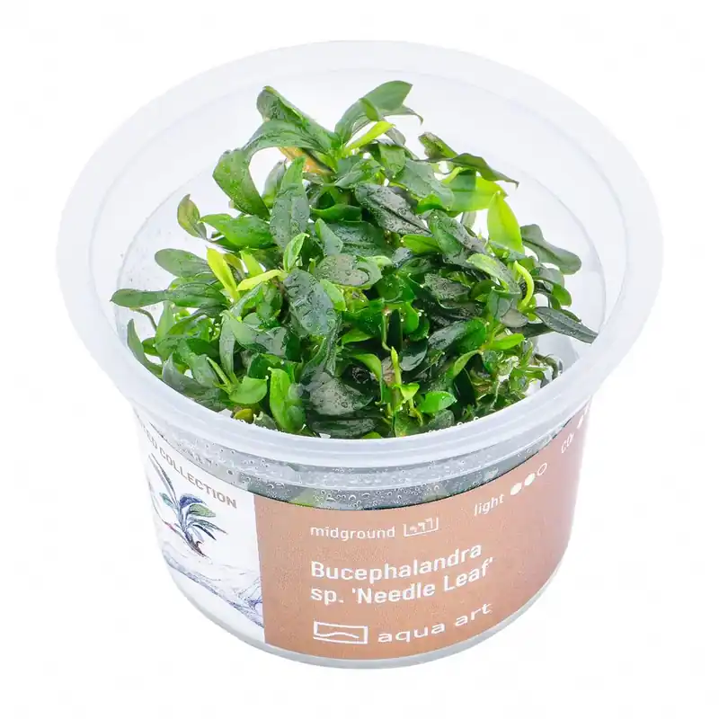 Sezónní Sleva Bucephalandra sp. ‘Needle leaf‘ invitro