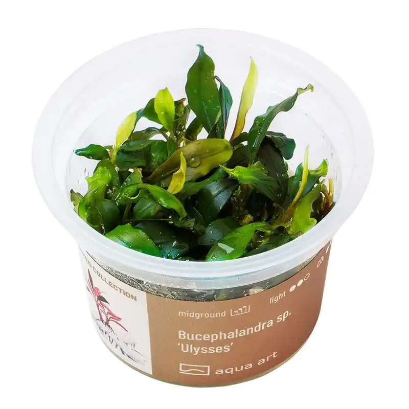 Aktuální Bucephalandra sp. ’Ulysses’ invitro