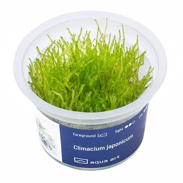 Bezpečná Platba Climacium japonicum invitro ( palmový mech )