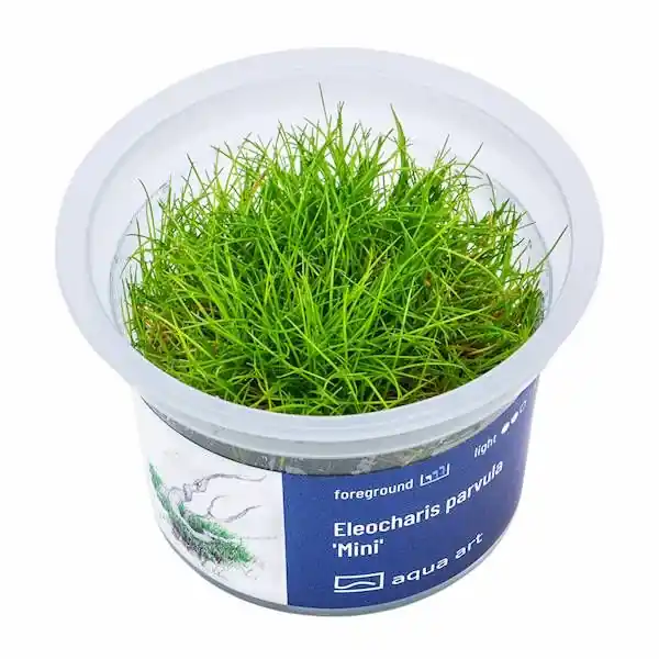 Eleocharis parvula Mini invitro Časově Omezené