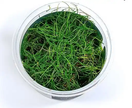 Ověřený Eleocharis pusilla invitro