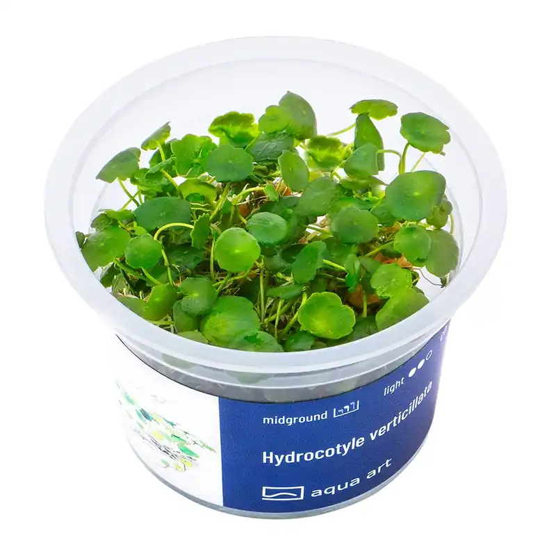 Speciální Cena Hydrocotyle vertiicillata invitro