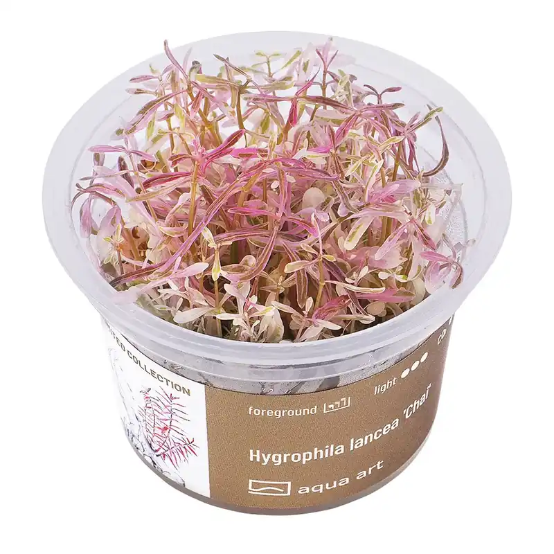 Hygrophila lancea ‘Chai‘ invitro Tovární Cena