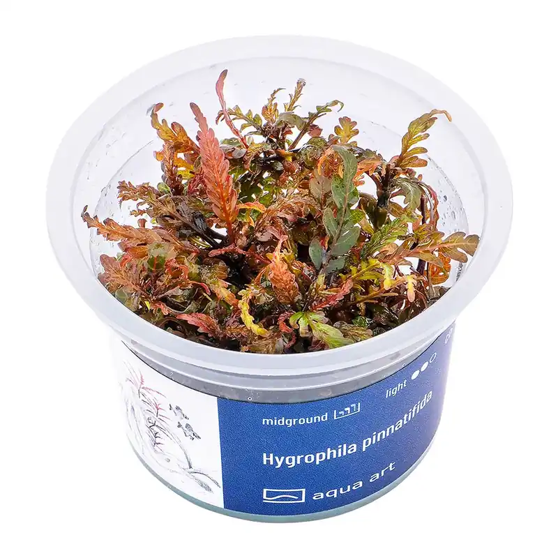 Hit Sezóny Hygrophila pinnatifida invitro