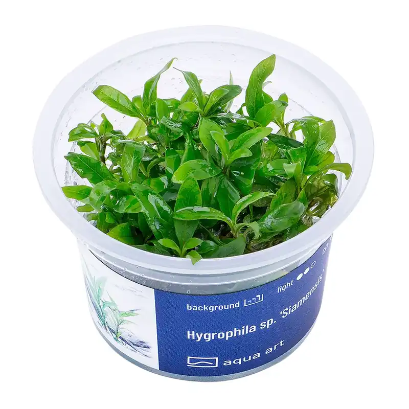 Objednat Nyní Hygrophila sp. ‘Siamensis‘ invitro