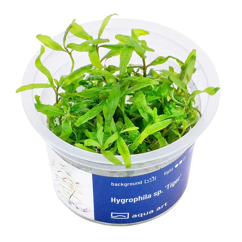 Ověřený Hygrophila sp. ‘Tiger‘ invitro