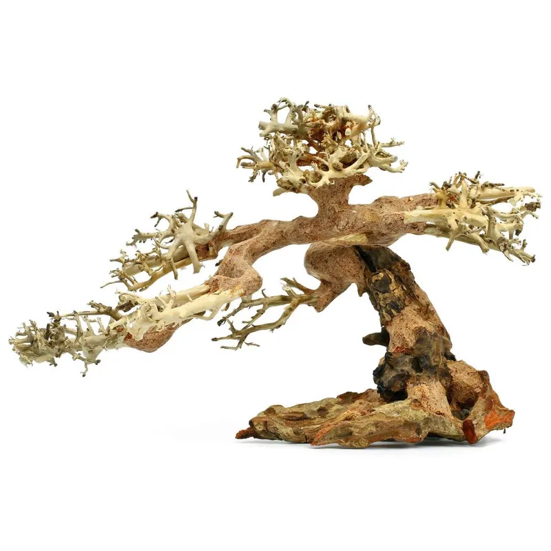 Nakupujte Hned Kořen Claw Bonsai XS