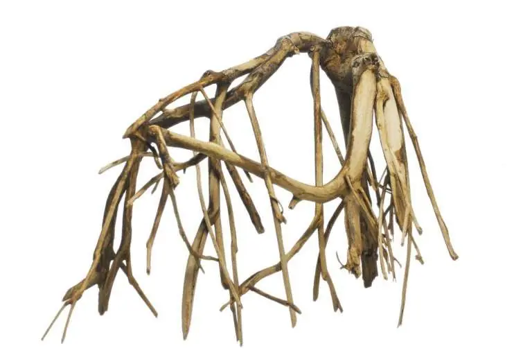 Kořen Mangle - cena za velikost 40 až 80 cm. Hit Sezóny