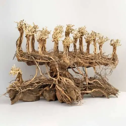 Finální Výprodej Kořen Old Forest Bonsai L