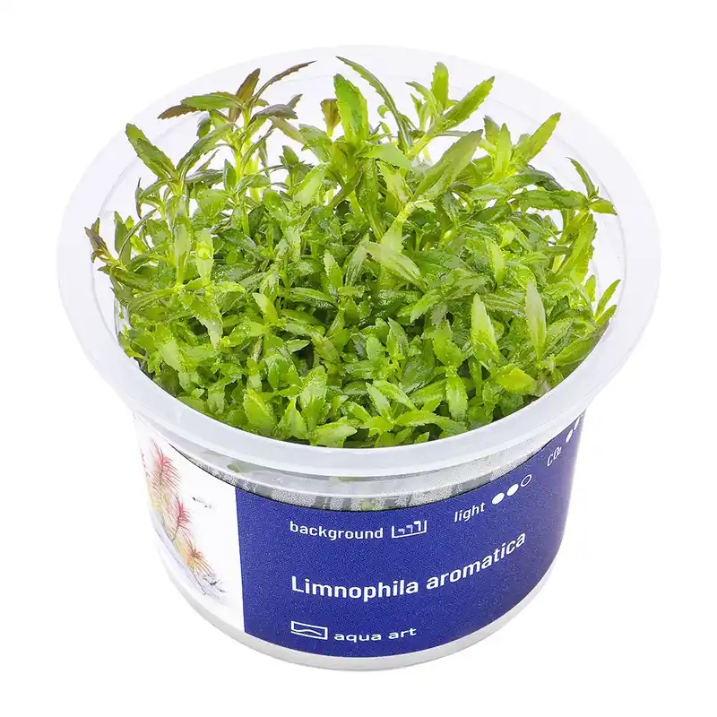 Limnophila aromatica invitro Tovární Cena