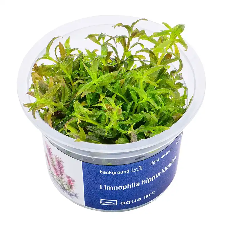 Ověřený Limnophila hippuridoides invitro