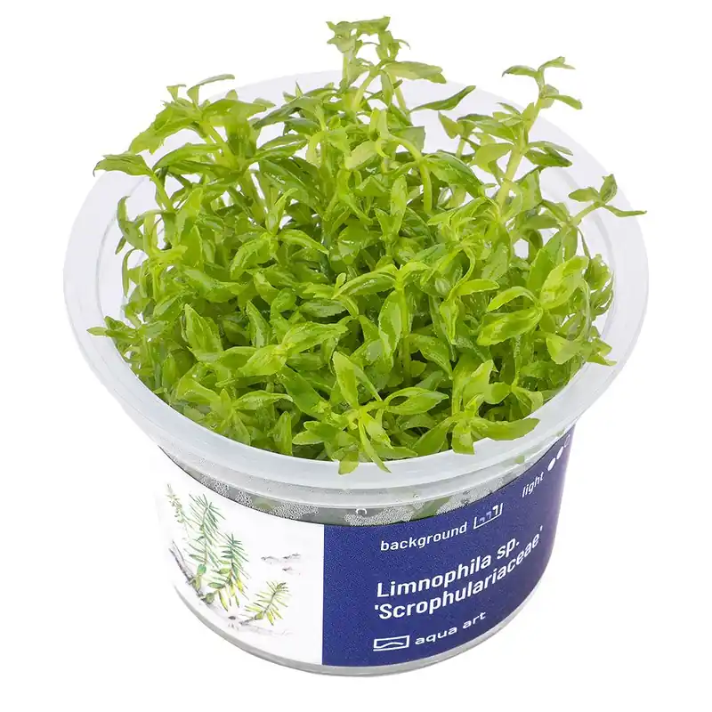 Limnophila sp. ‘Scrophulariaceae‘ invitro Cenový Hit