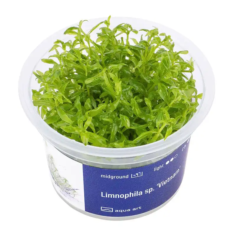 Výprodej Limnophila Vietnam invitro