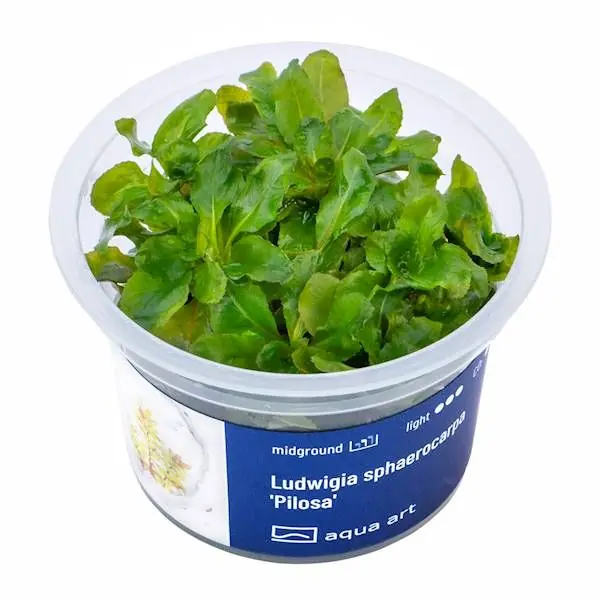 Cenově Výhodný Ludwigia sphaerocarpa ‘Pilosa‘