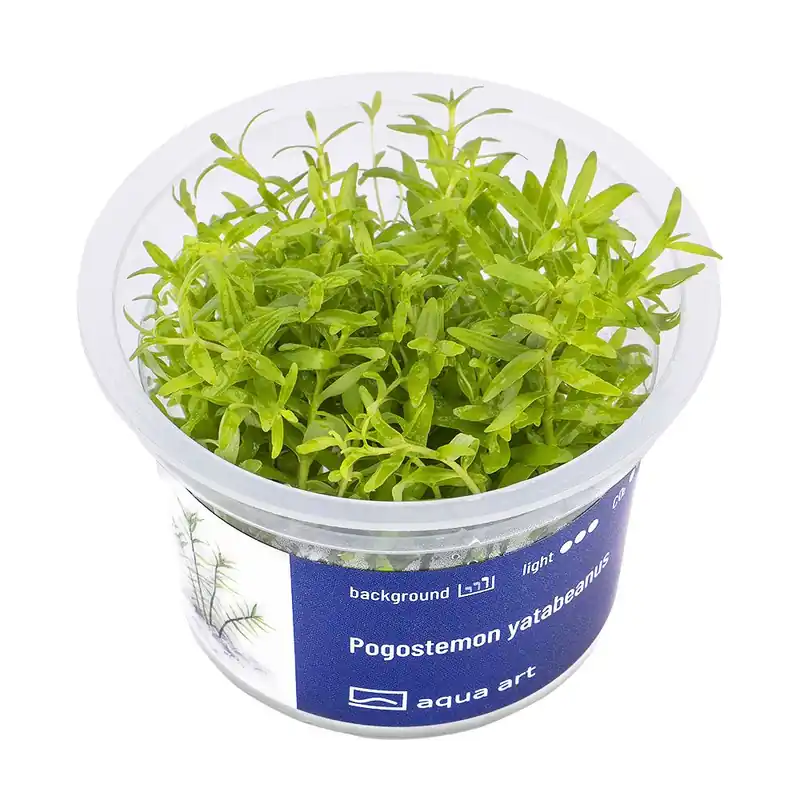 Pogostemon yatabeanus invitro Novinka