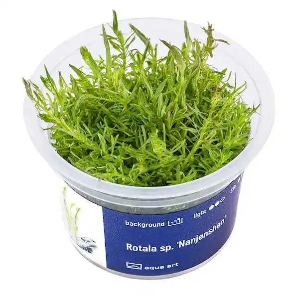 Přímo Od Výrobce Rotala sp. ‘Nanjenshan‘ invitro