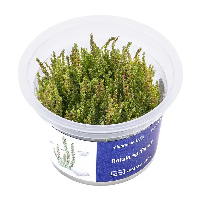Rotala sp.‘Pearl‘ invitro Levný