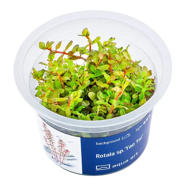 Bezpečná Platba Rotala sp.‘Yao Yai‘ invitro