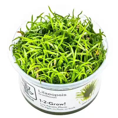 Rychlé Dodání Tropica Lilaeopsis brasiliensis invitro