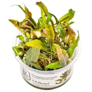 Zlevněný Tropica Cryptocoryne undulata ‘Široký list‘