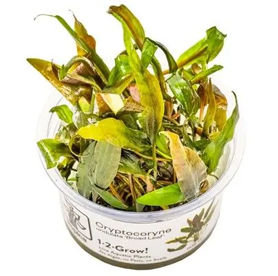 Zlevněný Tropica Cryptocoryne undulata ‘Široký list‘