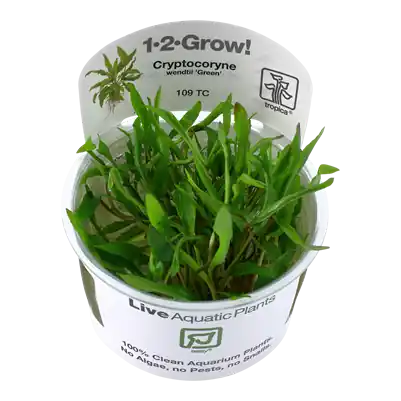 Ihned K Objednání Tropica Cryptocoryne wendtii ‘Green‘ invitro