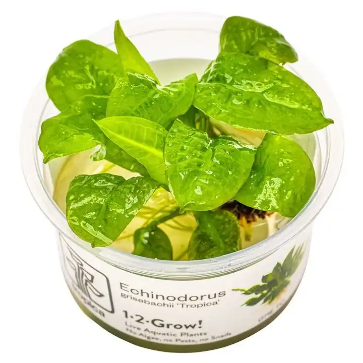 Tropica Echinodorus grisebachii invitro Nakupujte Hned