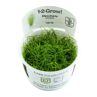 Tropica Eleocharis acicularis invitro Odeslání Ihned