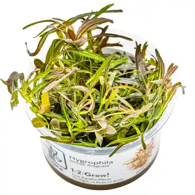 Nejlepší Volba Tropica Hygrophila lancea ‘Araguaia‘ invitro