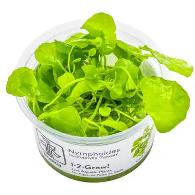 Tropica Hygrophila Nymphoides ‘Tchaj-wan‘ invitro Super Cena
