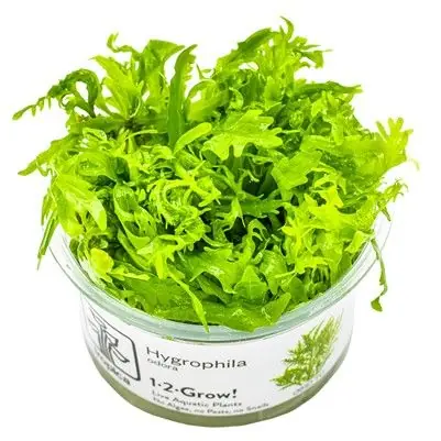 Tropica Hygrophila odora invitro Akční Nabídka