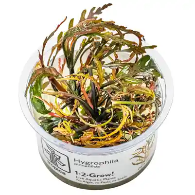 Tropica Hygrophila pinnatifida invitro Kup Teď