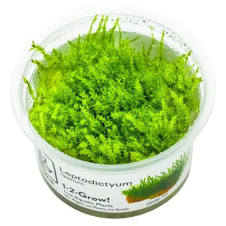 Novinka Tropica Leptodictyum riparium invitro
