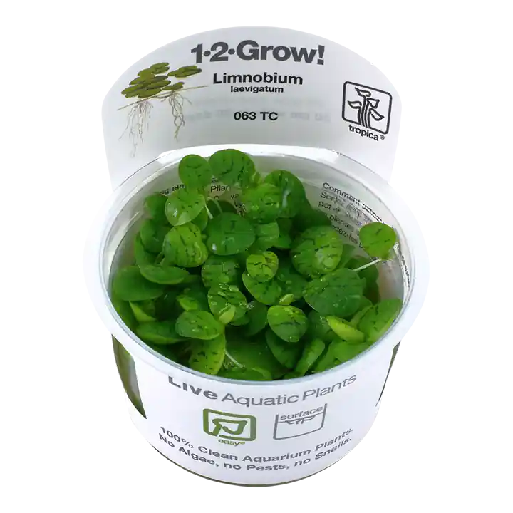 Zlevněný Tropica Limnobium laevigatum invitro