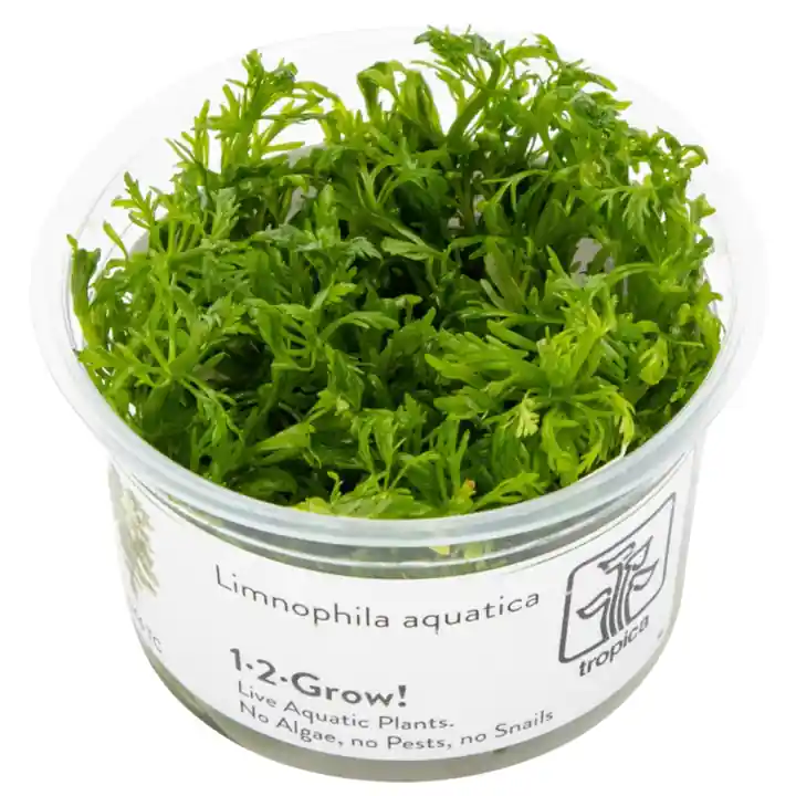 Tropica Limnophila aquatica invitro Značkový