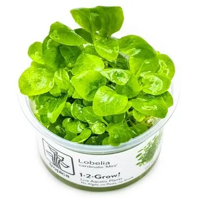 Ihned K Objednání Tropica Lobelia cardinalis mini invitro