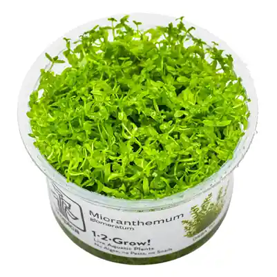Tropica Micranthemum glomeratum in vitro Finální Výprodej